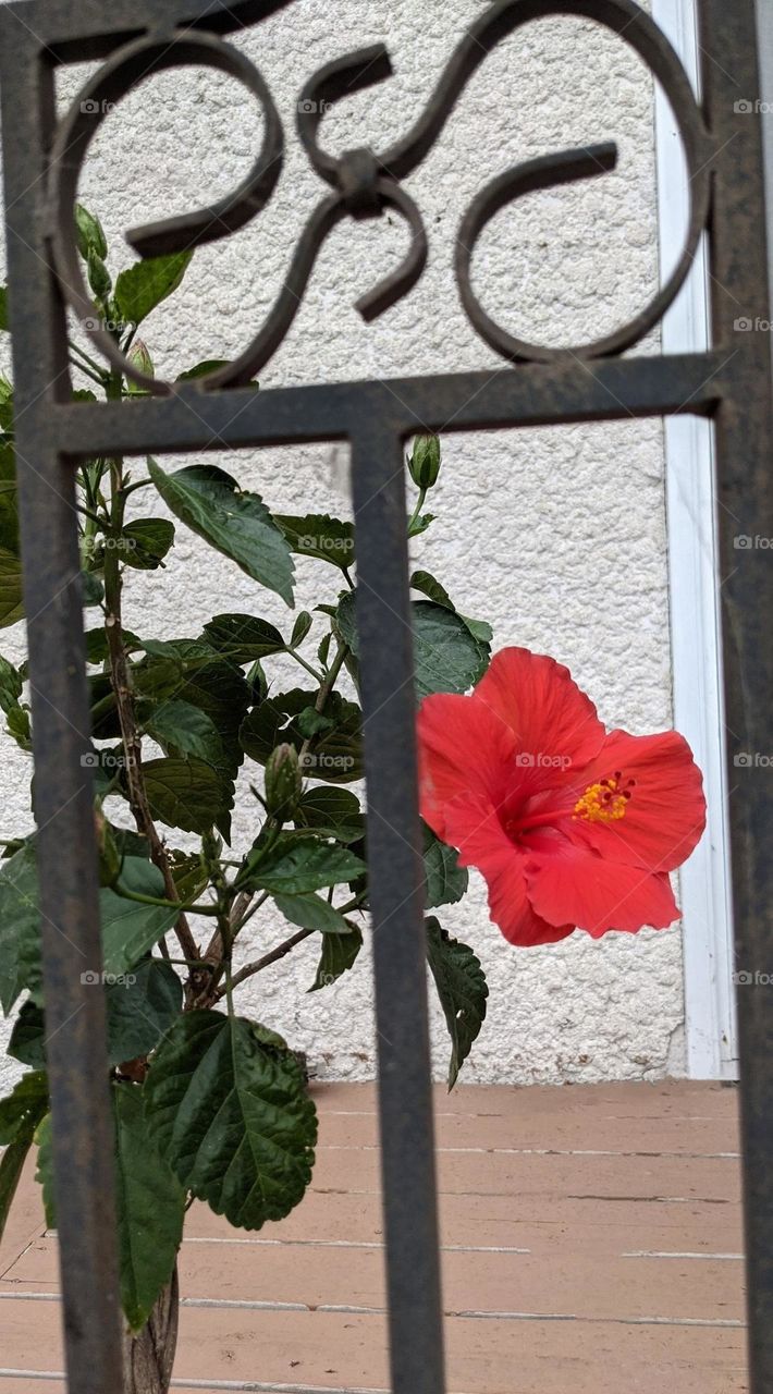 hibiscus behind a wrought iron fence