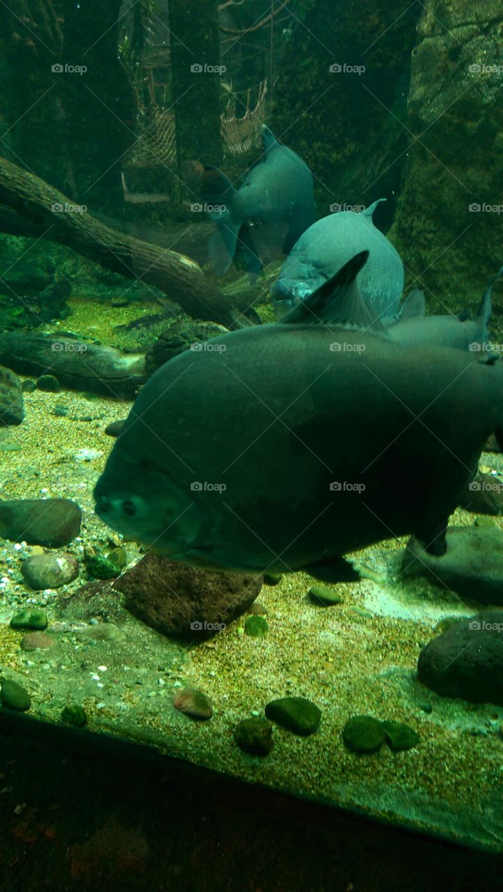 Underwater, Fish, No Person, Water, Ocean