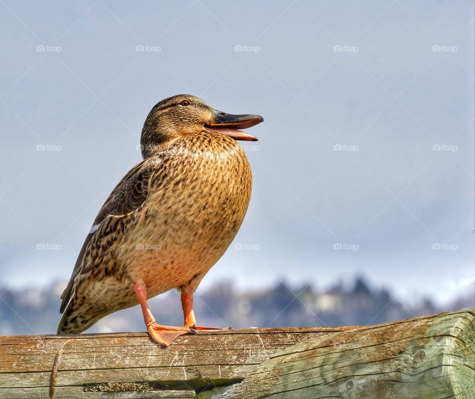Duck