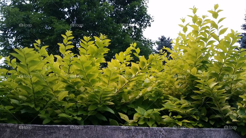 greens of summer. Ann Arbor Township