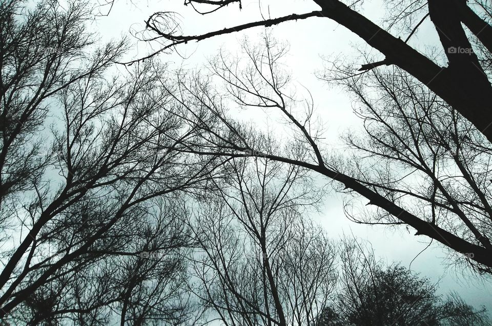 Twigs In The Sky From Trees