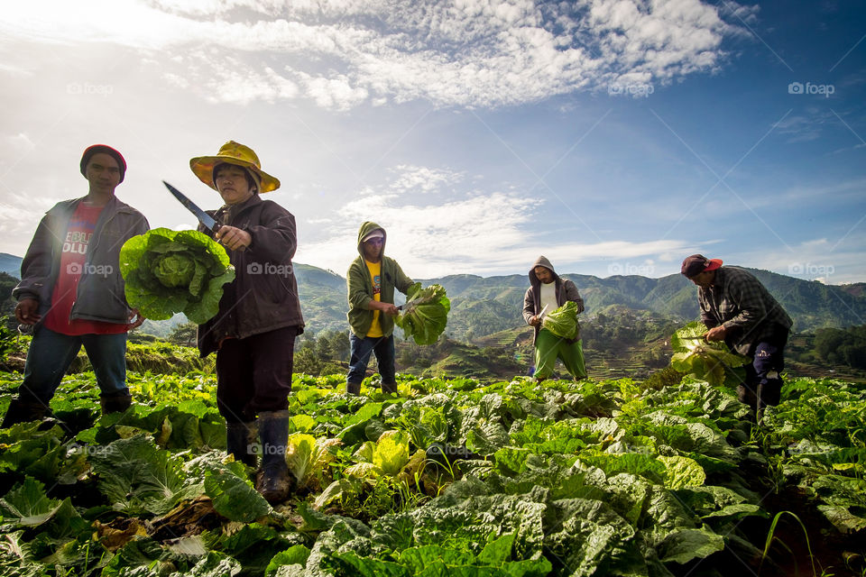 harvest