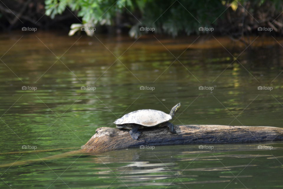 Mr turtle on a log 