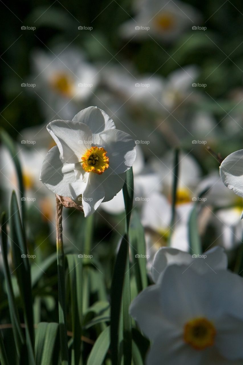 Daffodils