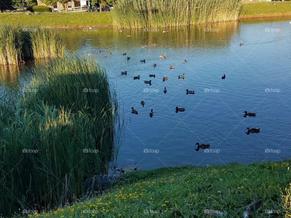 Water, Lake, Reflection, No Person, Pool