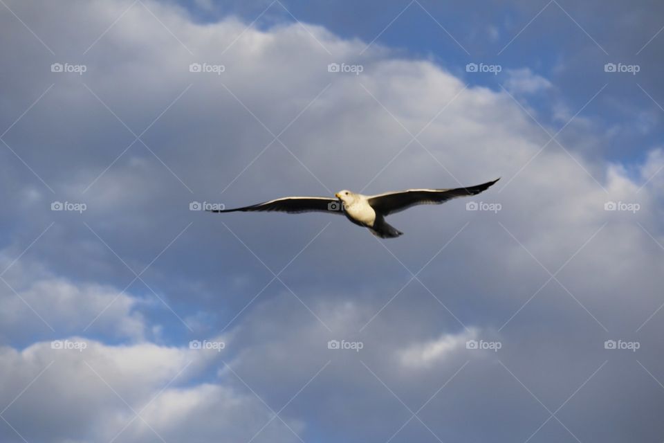 Bird, Sky, No Person, Outdoors, Seagulls