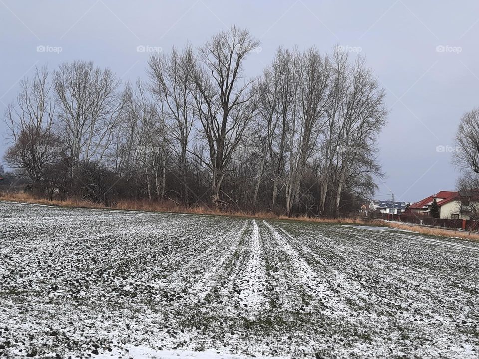 landscape in early  March