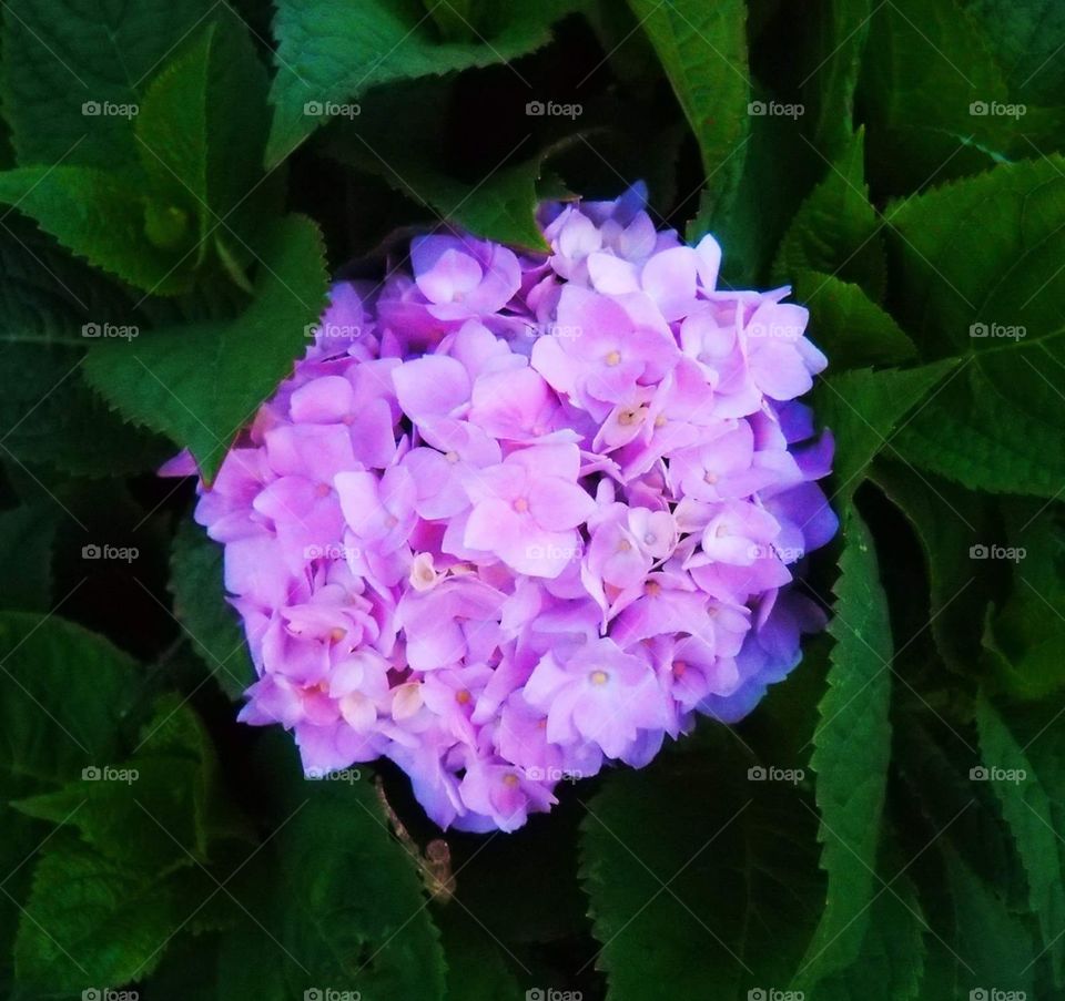 Bright hydrangea 