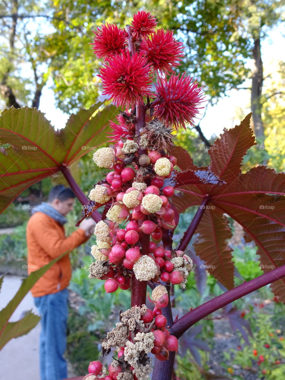 botanical garden