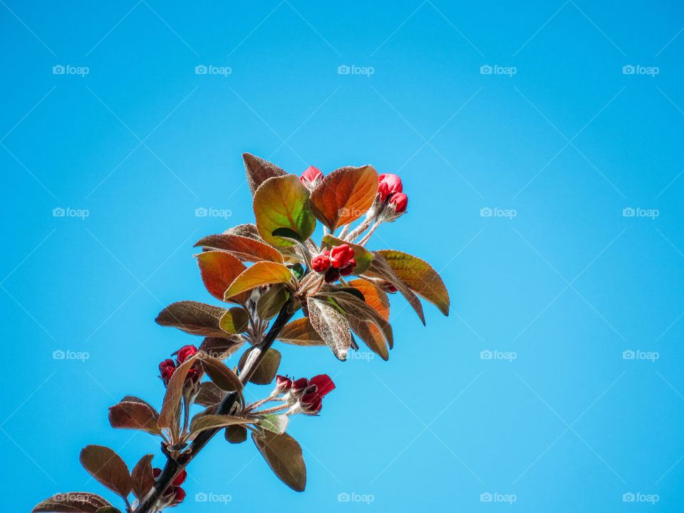 blooming sakura in spring on a sunny day