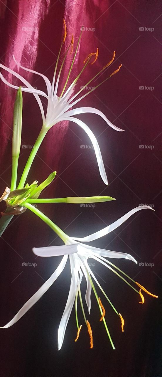 beautiful white lily, light, life and beauty