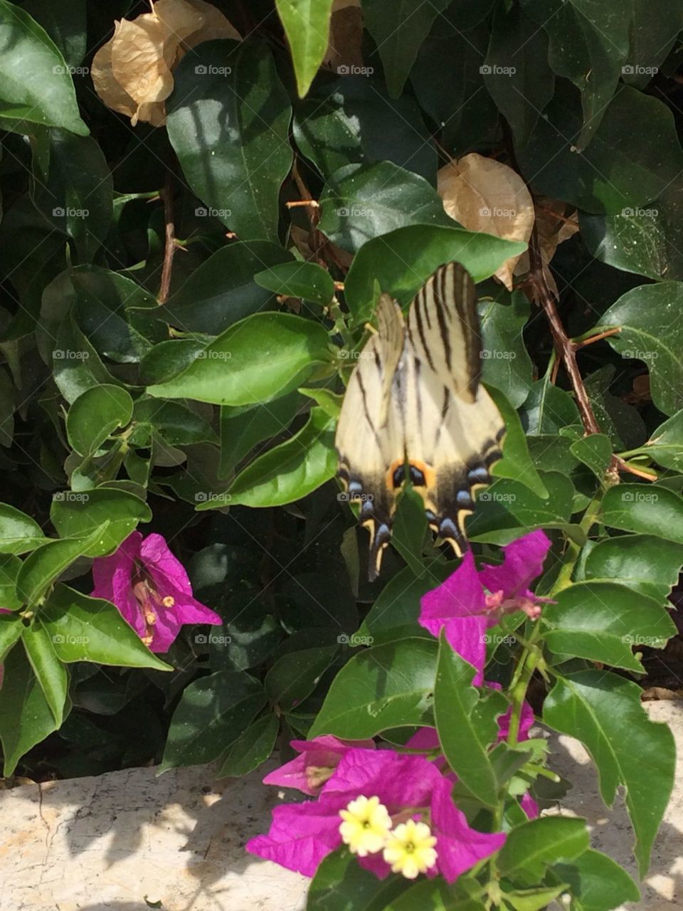 Butterfly Corfou greece