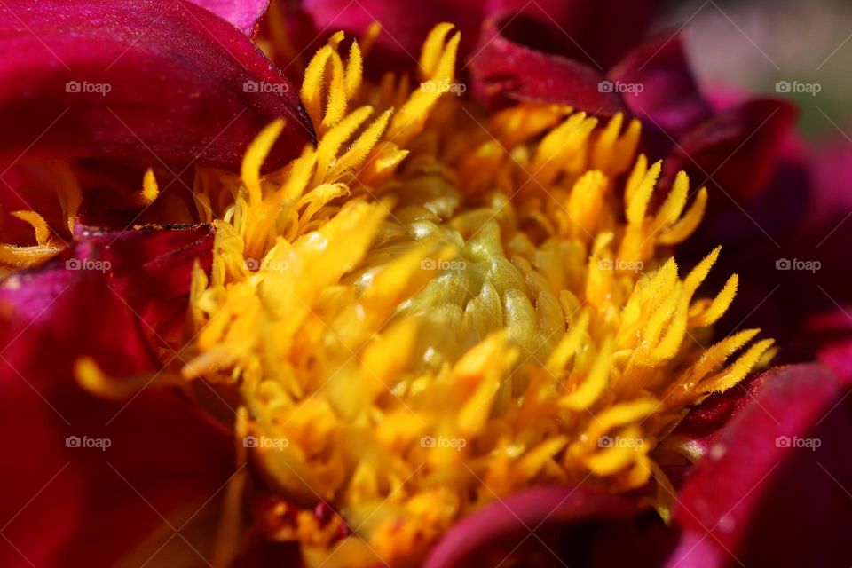 Macro picture of a colorful flower