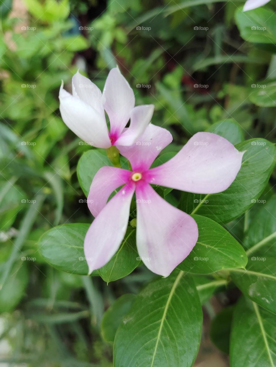 periwinkle pink flower seasonal fresh shurb small size looks very beautiful generally found everywhere