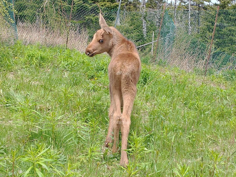 moose calf -is this my best side?
