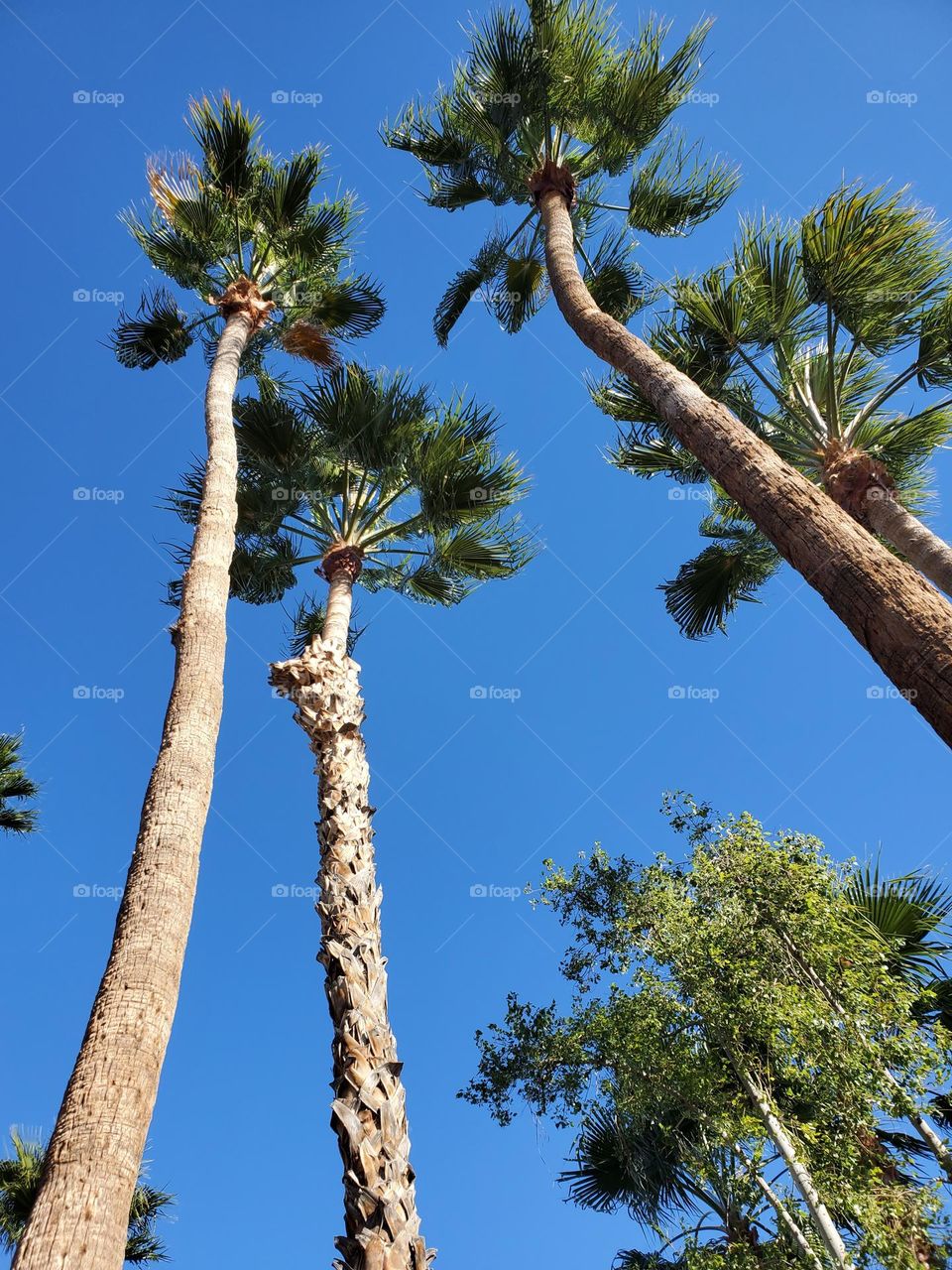 Tall Palm Yrees in the Sky