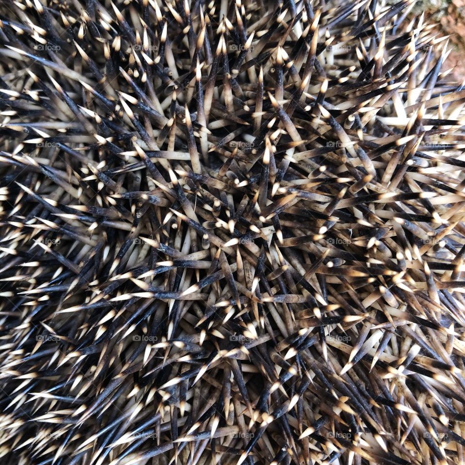 Close up of hedgehog spikes 