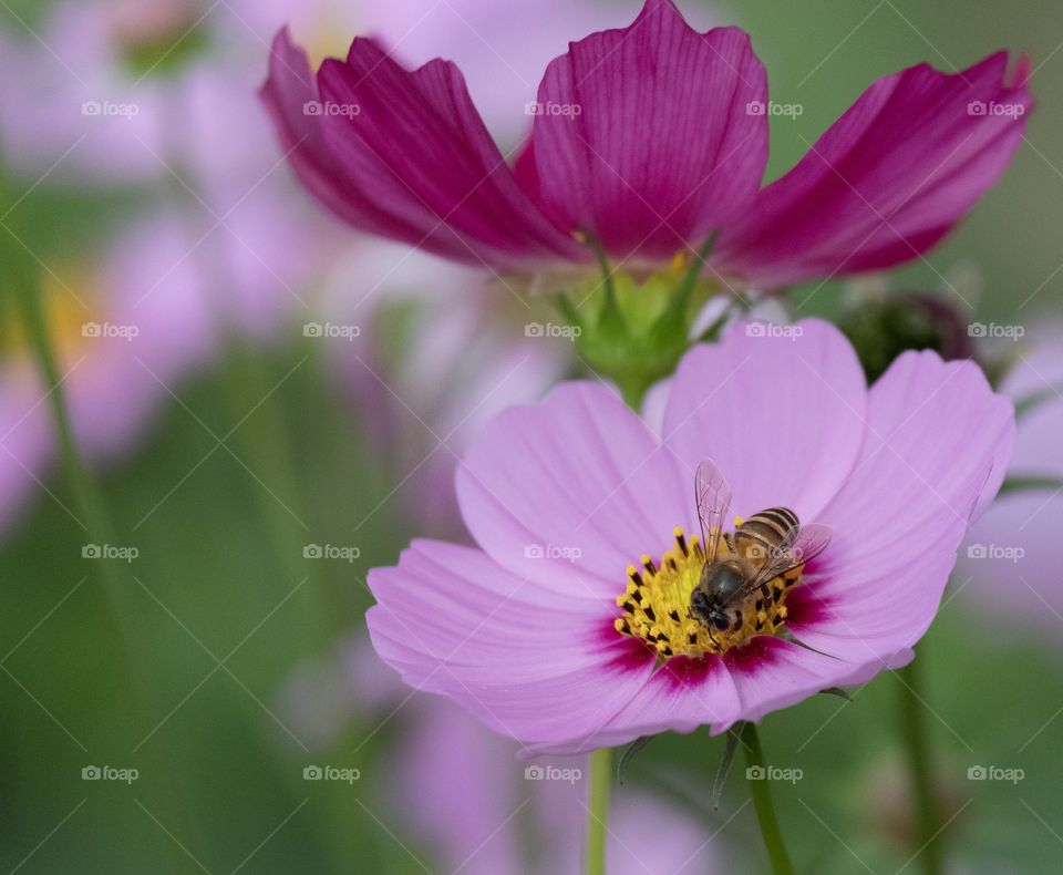 Sweet color .. Sweet tasty ... Beauty bee  