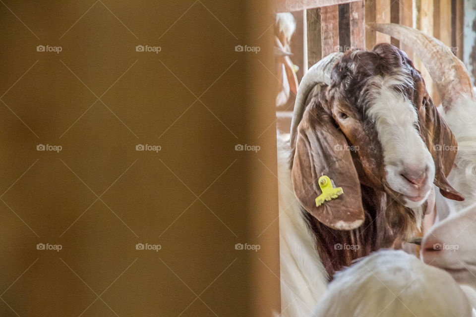 Close-up of goats in shed