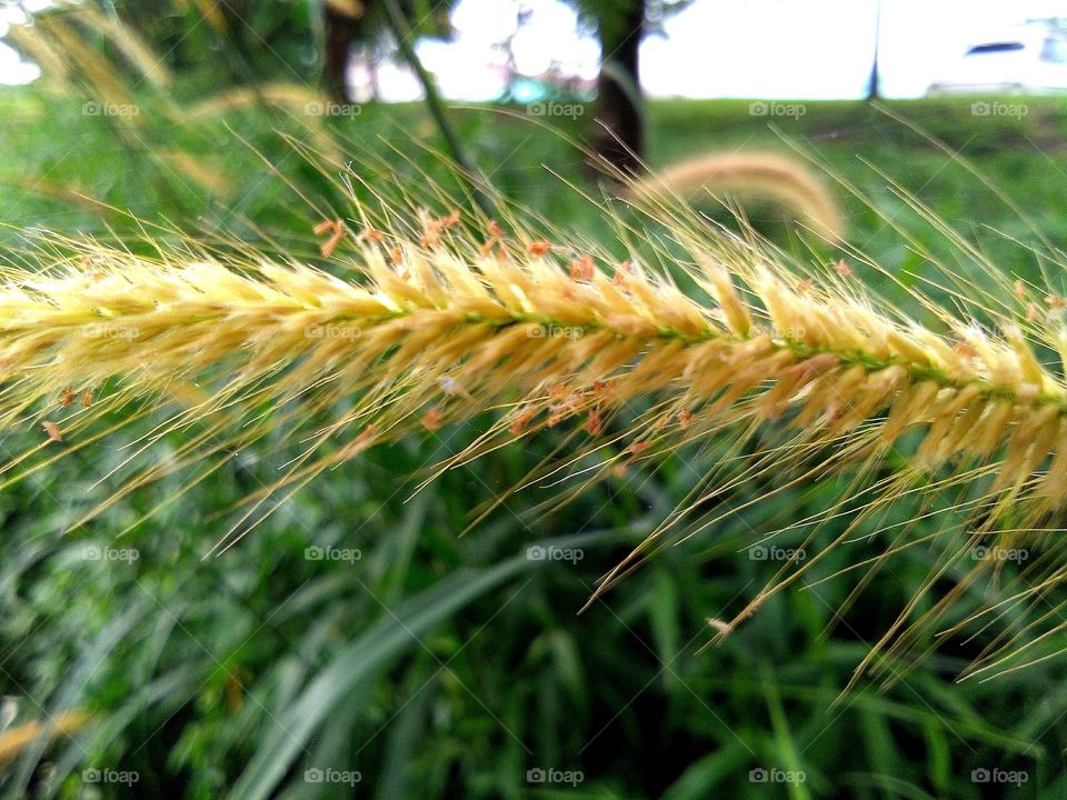 Imperata cylindrica (commonly known as cogon grass, kunai grass, blady grass, alang-alang, cotton wool grass, kura-kura) is a species of grass in the family Poaceae. Red cultivars of the species grown as ornamental plants are known as Japanese bloodgrass