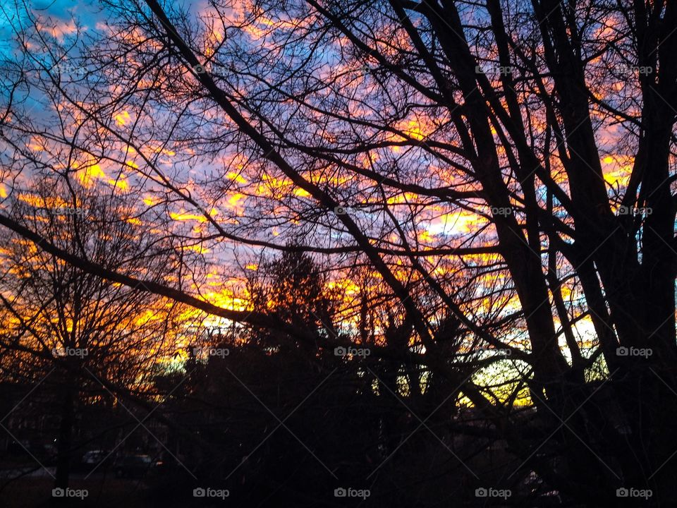 Sunrise through the trees