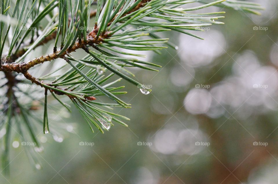 Closeup or macro of water drop on fir tree