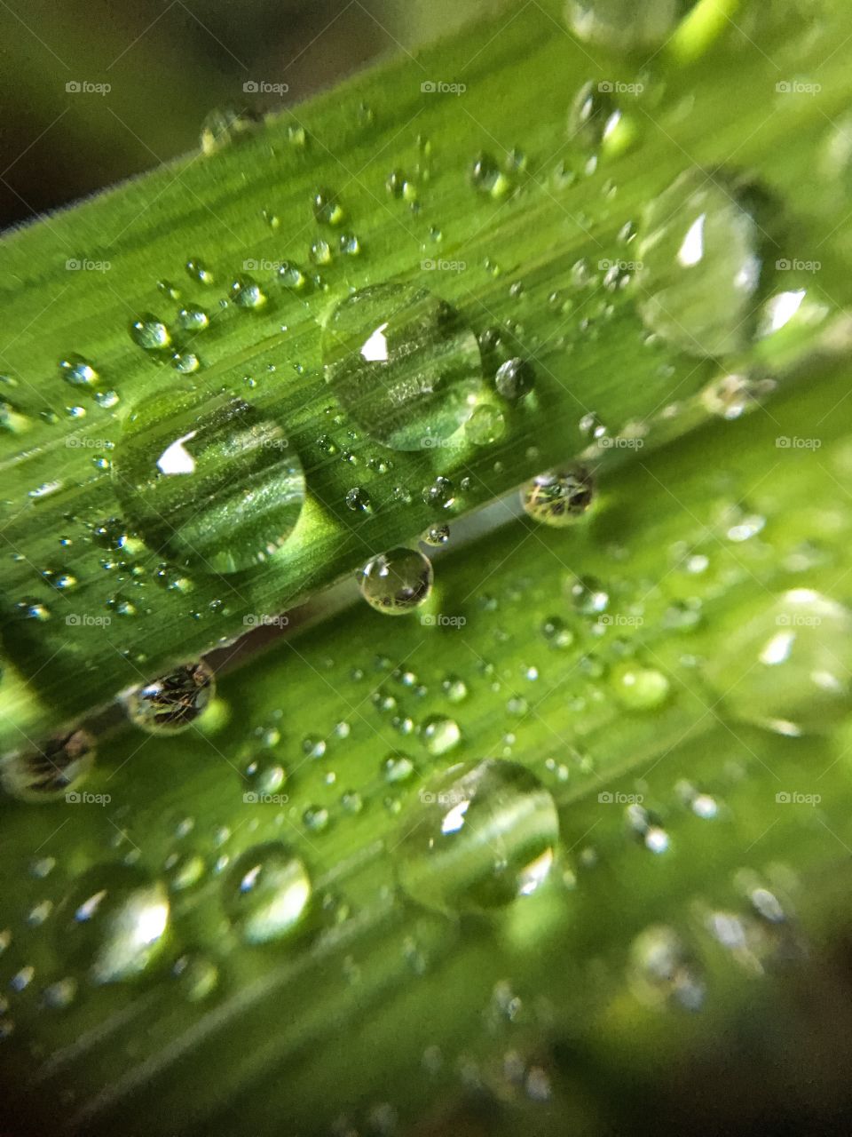 Rain, Dew, Drop, Droplet, Raindrop