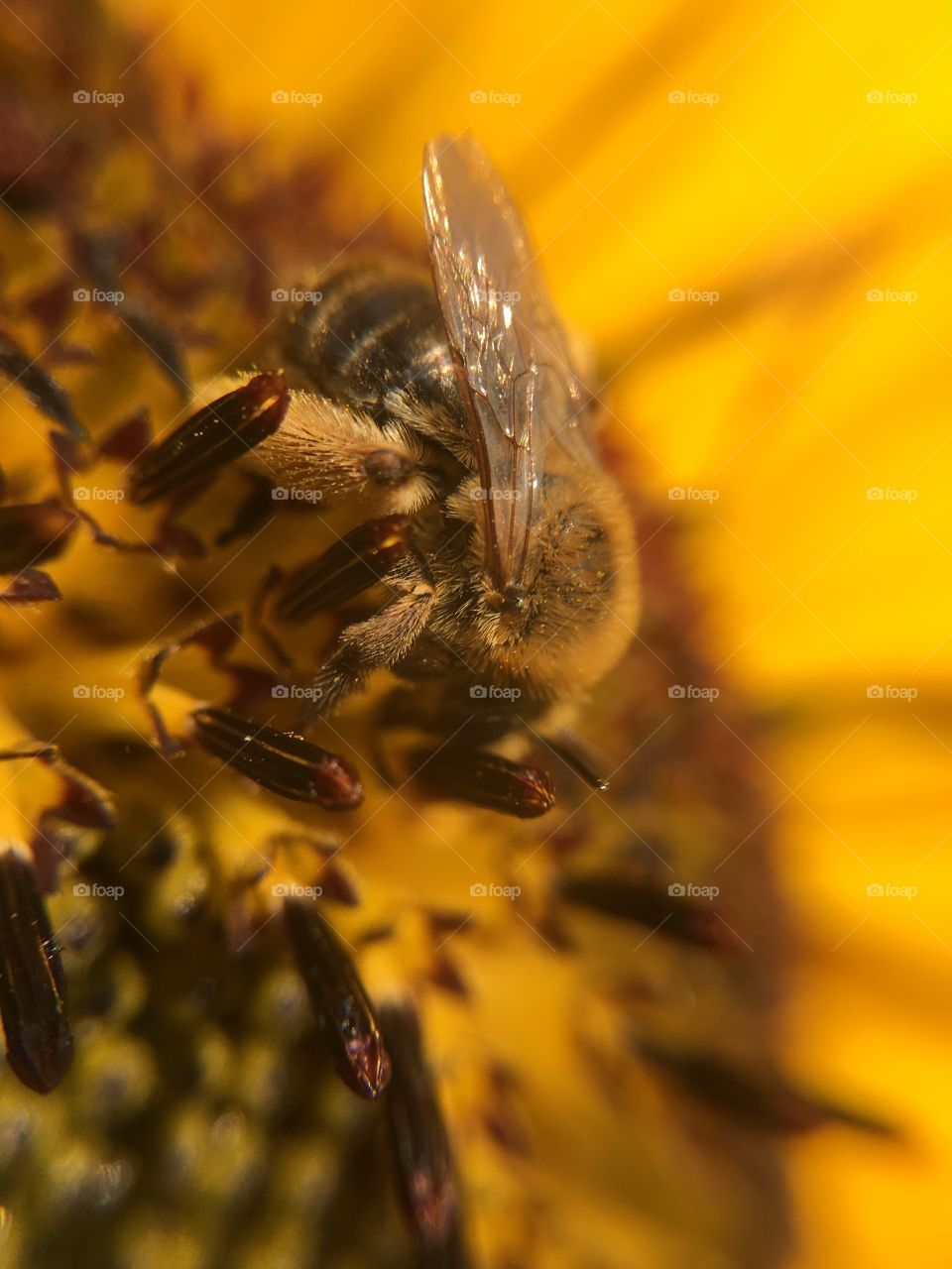 Honeybee on sunflower
