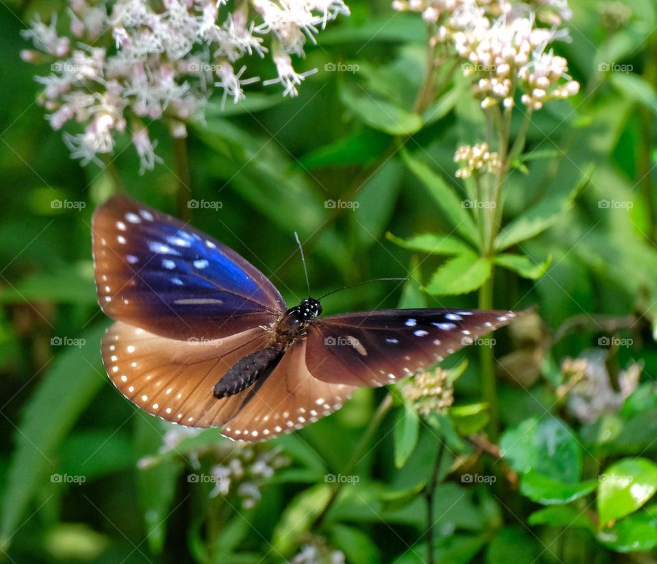 flying butterfly in the garden