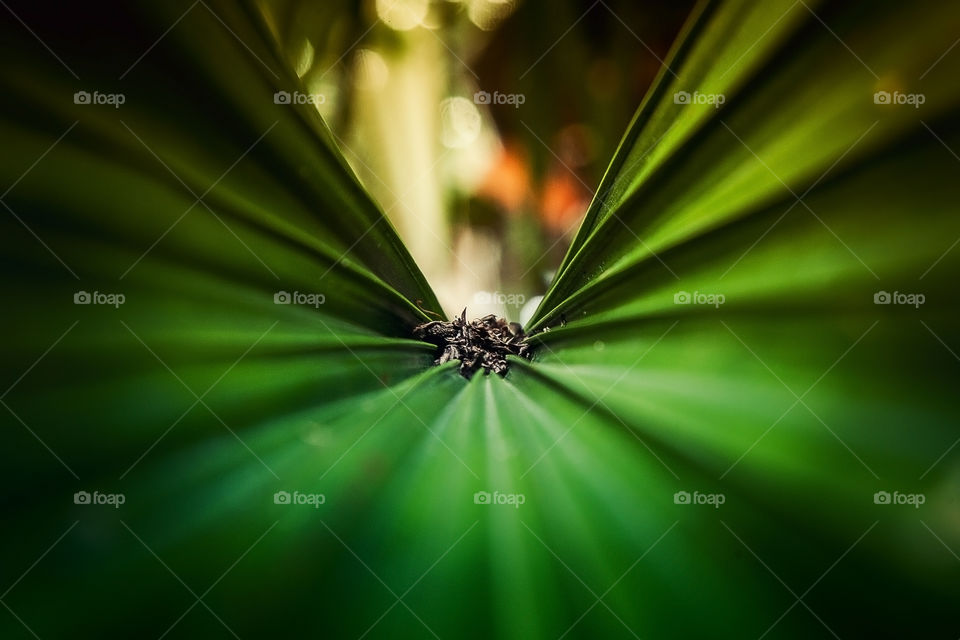 Extreme close-up of plant