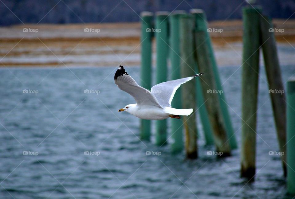 Soaring Seagull 