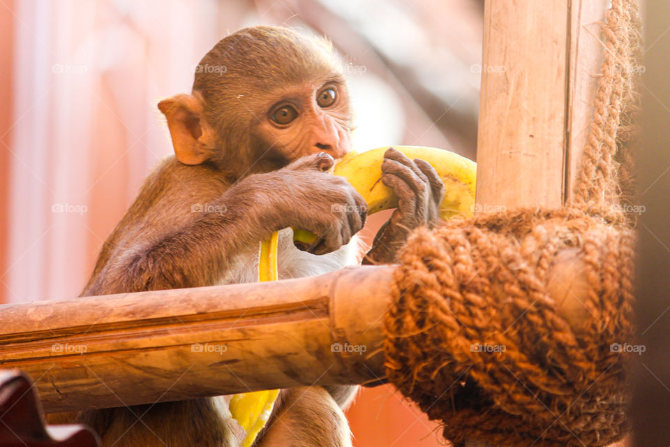 Monkey is eating banana