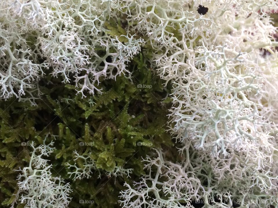 White and green moss