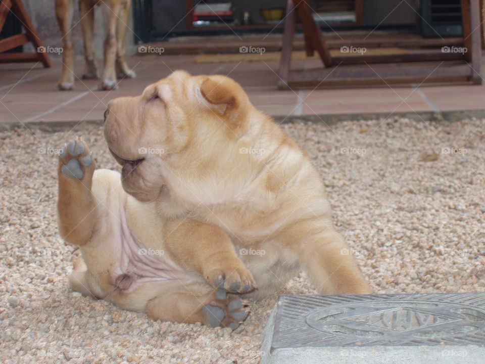 Sharpei puppy