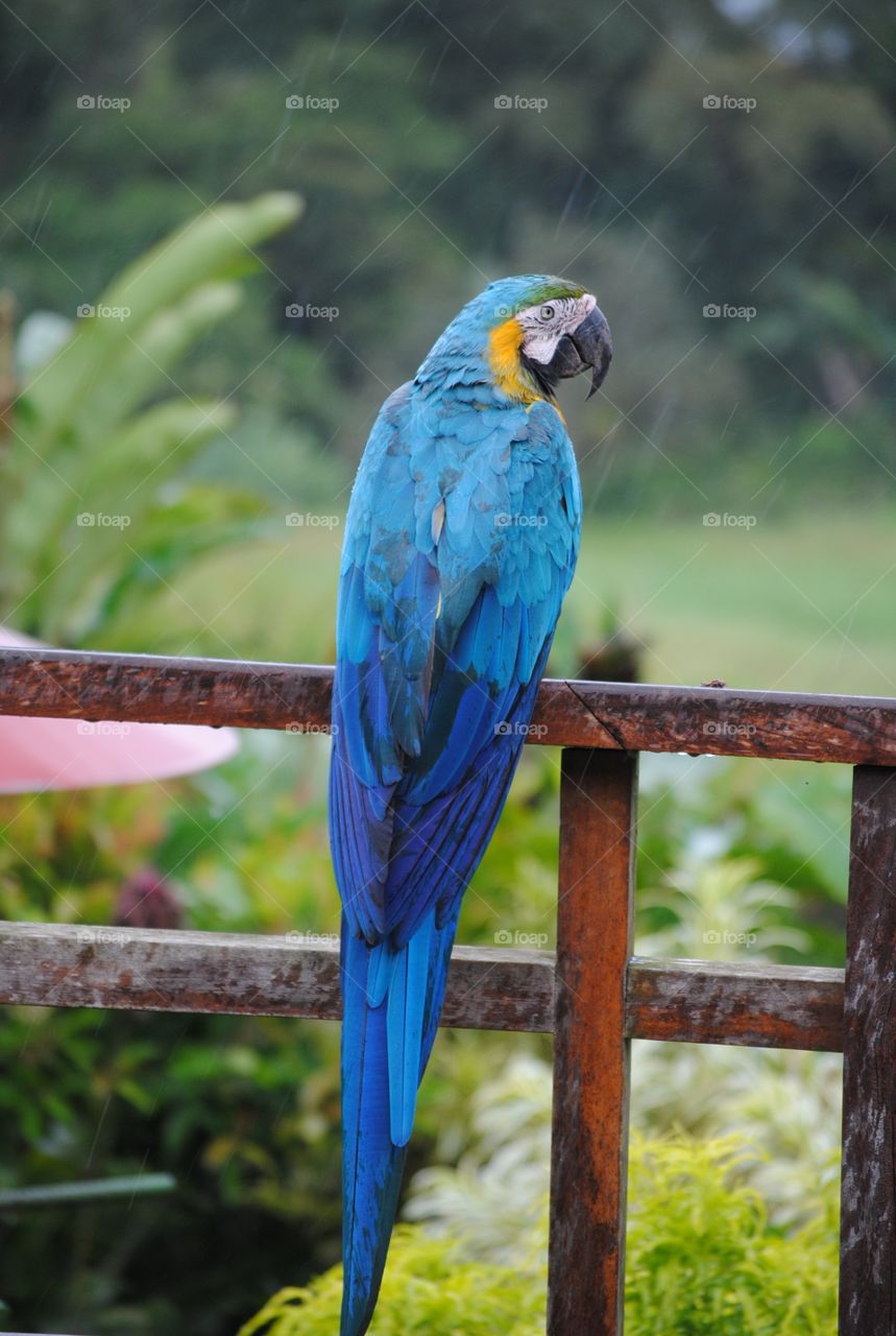 Macaw parrot perching on metal railing