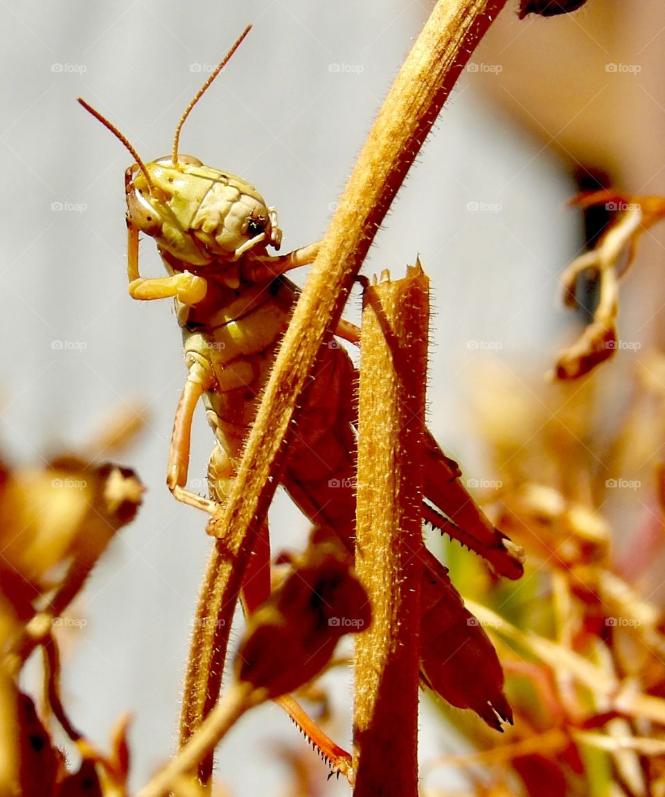 Grasshopper cleaning 