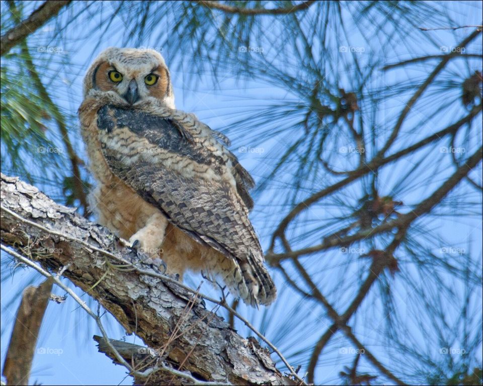 Great Horned Owlet perched in a pine tree.