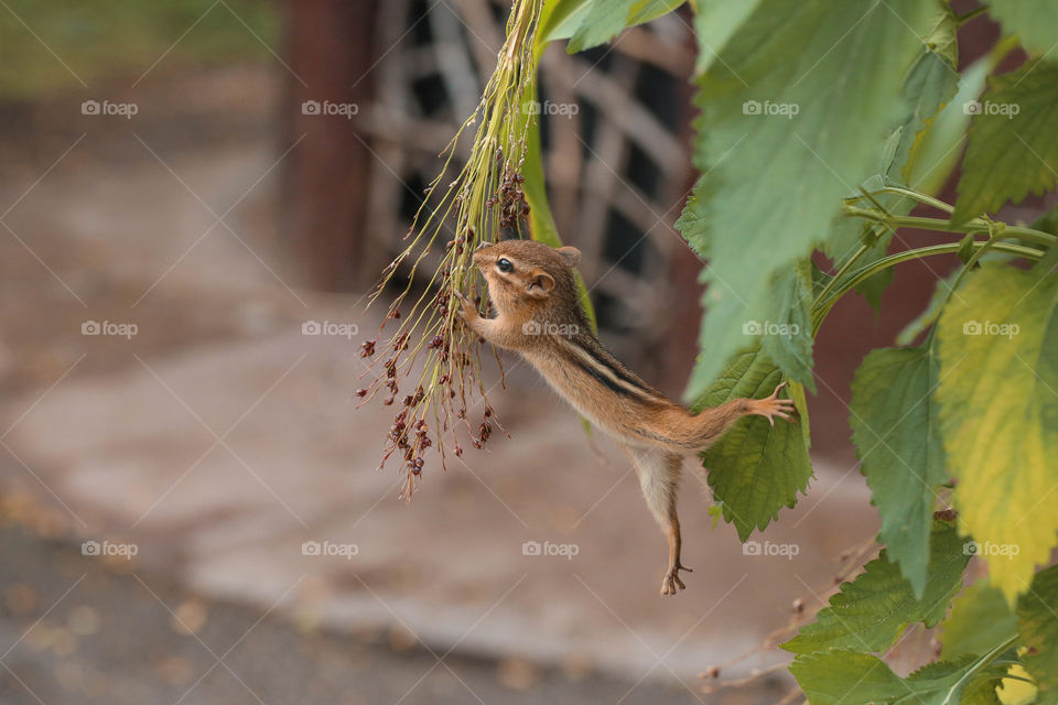 Nature, No Person, Outdoors, Wildlife, Leaf