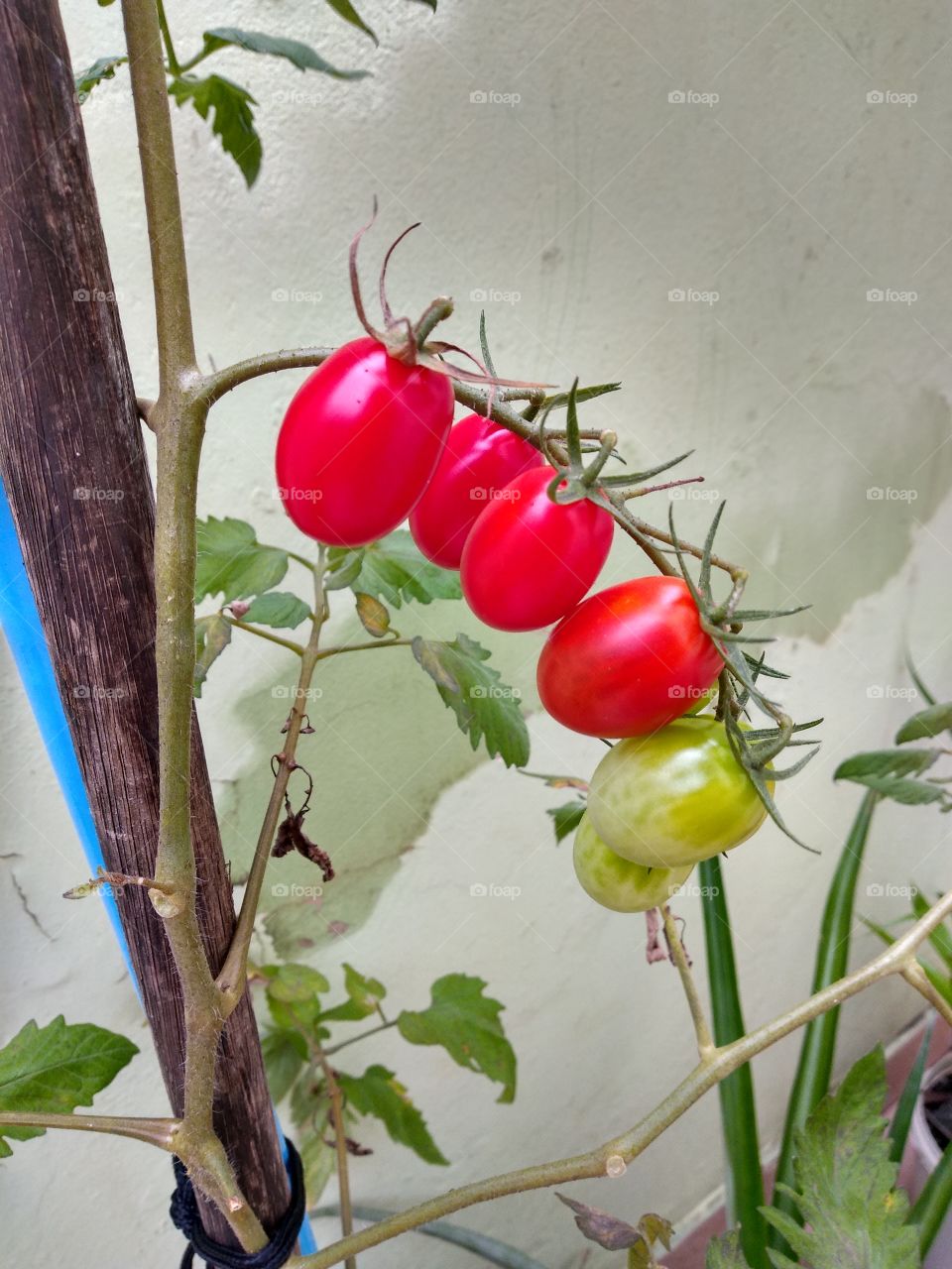 cherry tomatoes