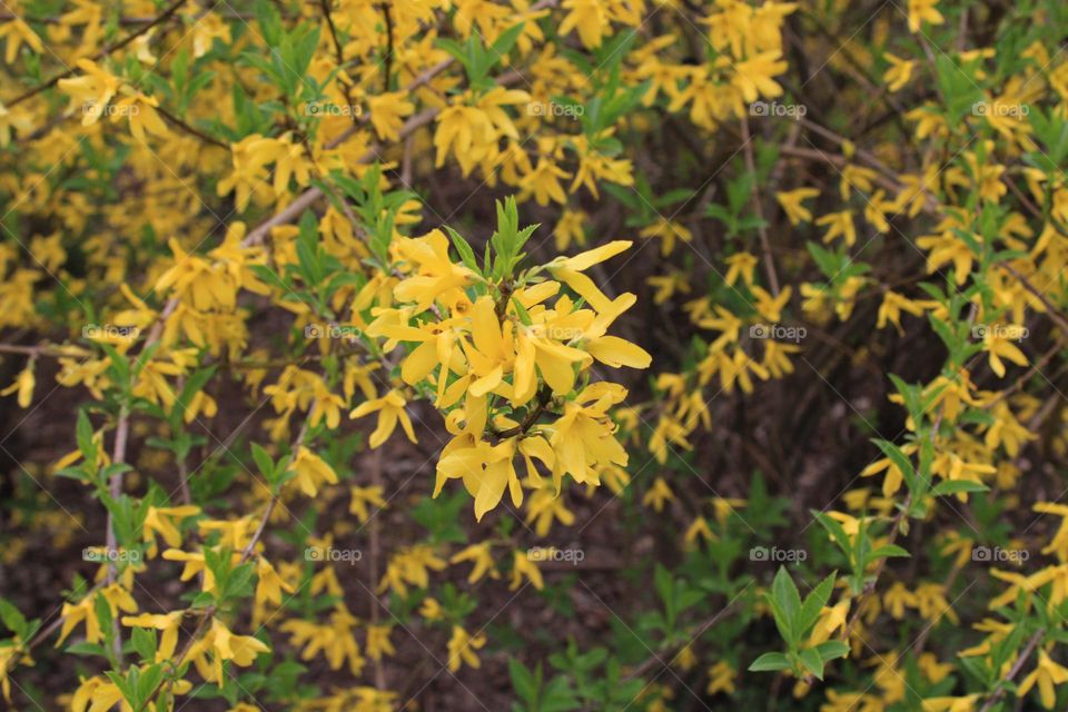 Yellow flowers 💛