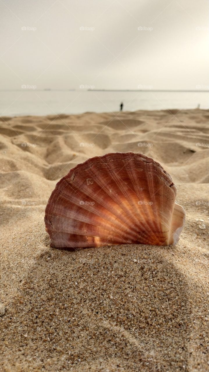 A Shell in the sand