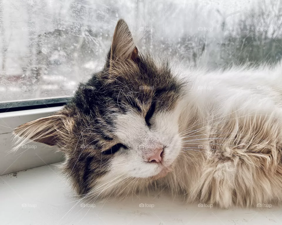 Sleeping cat portrait
