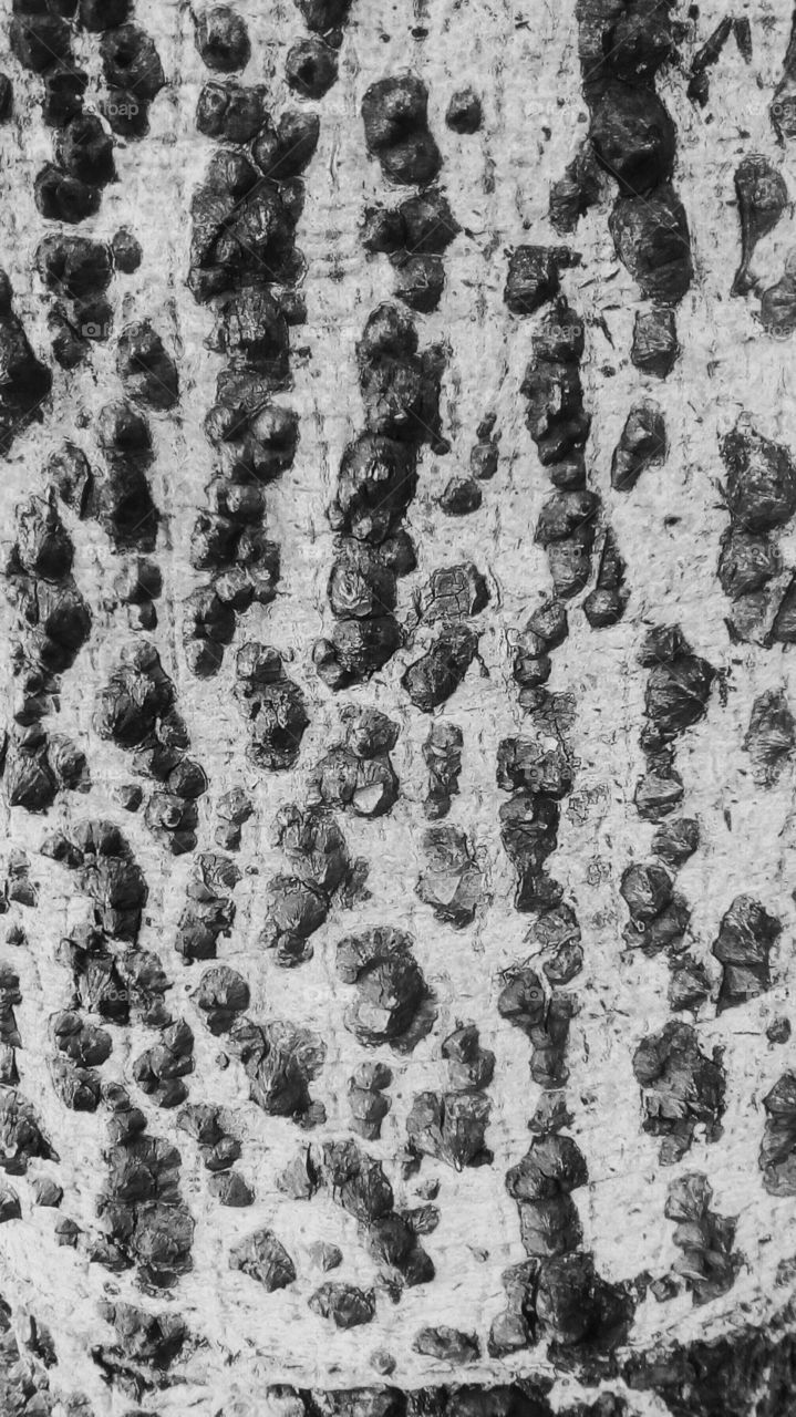 Old rough interesting bark tree