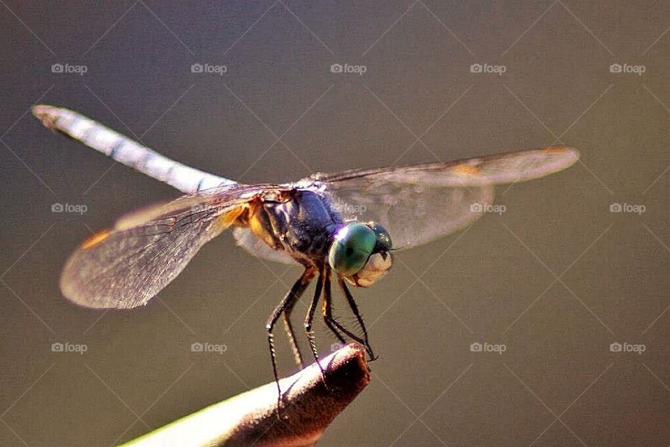 dragonfly