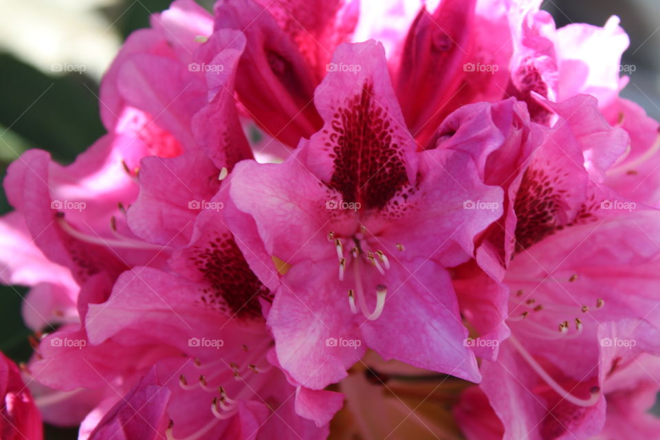 Up close pink flower