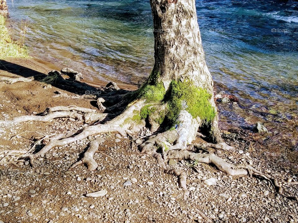 tree roots