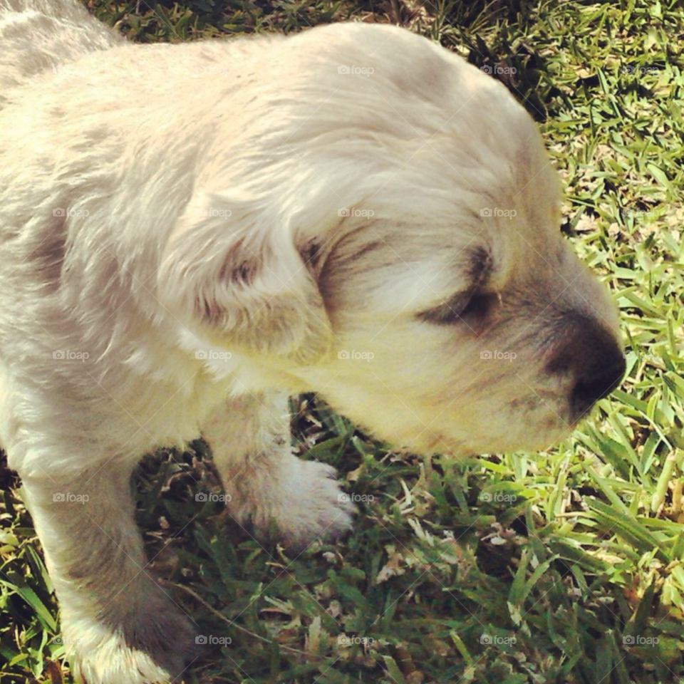 garden pretty grass dog by Zita