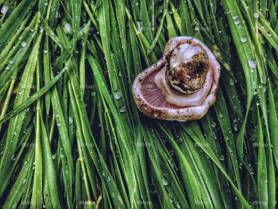 fungus in the shape of a heart lies on the grass with dew