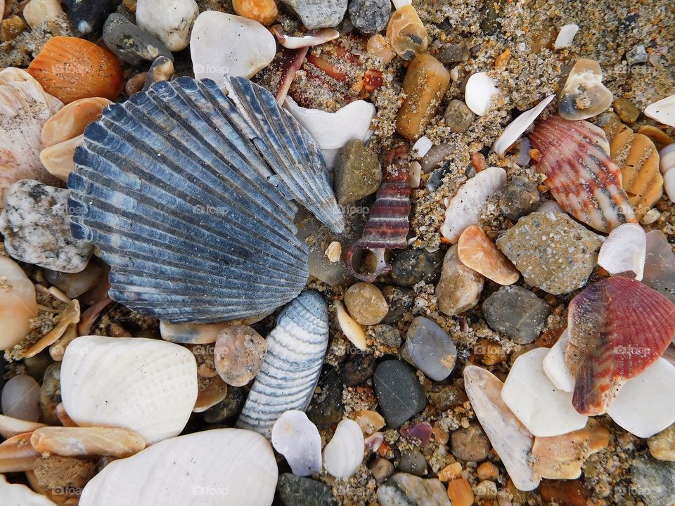 Beached shells