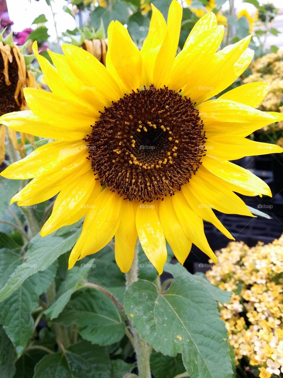 Sunny the Sunflower